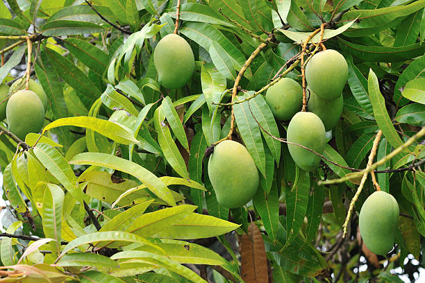 Mango tree with green fruits stock photo