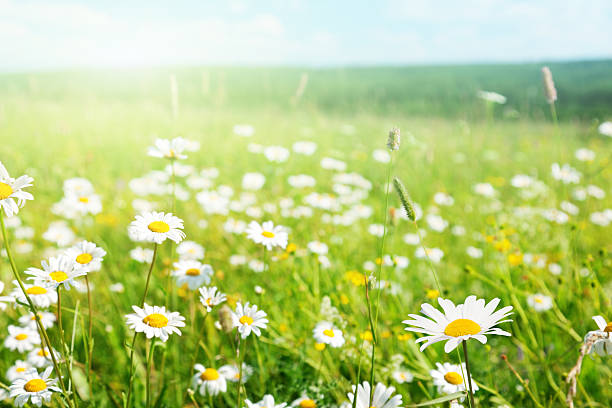 istock field of daisy flowers 153758758