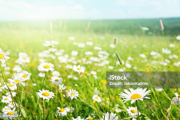 Foto de Campo De Flores Margarida e mais fotos de stock de Azul - Azul, Branco, Camomila Romana