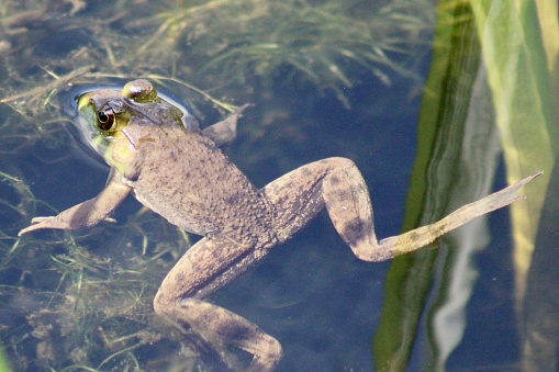 A wild green frog found in Fort Williams Park.