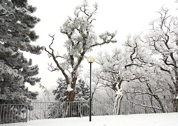 hoarfrost covers  trees in the park stock photo