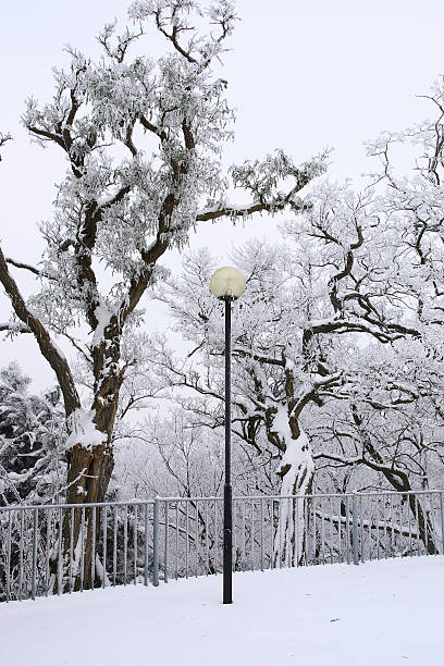 Lamp in winter park stock photo