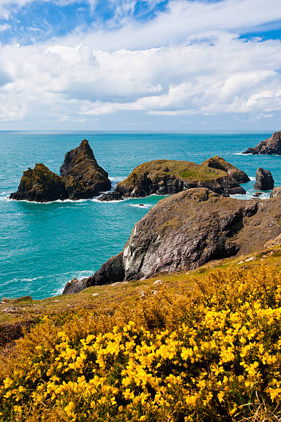 penhascos à enseada de kynance cornualha - lizard point imagens e fotografias de stock