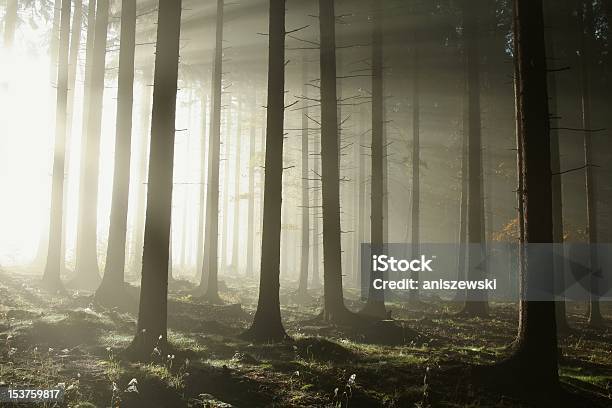 Foresta Coniferous - Fotografie stock e altre immagini di Bosco - Bosco, Nebbia, Abete