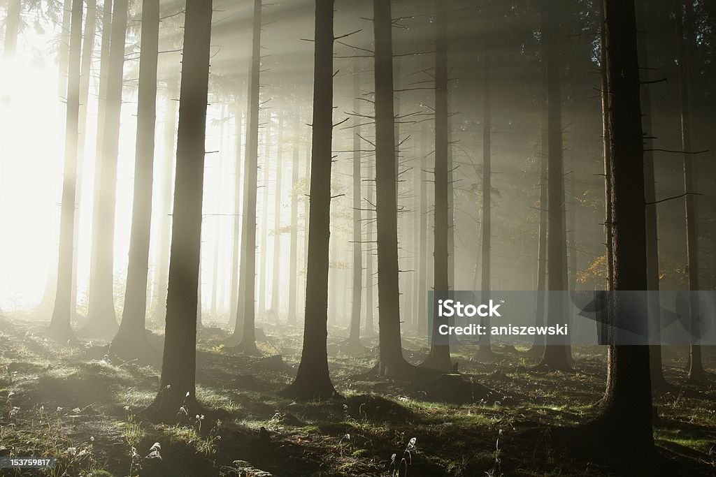 Хвойное Лес - Стоковые фото Редкий лес роялти-фри