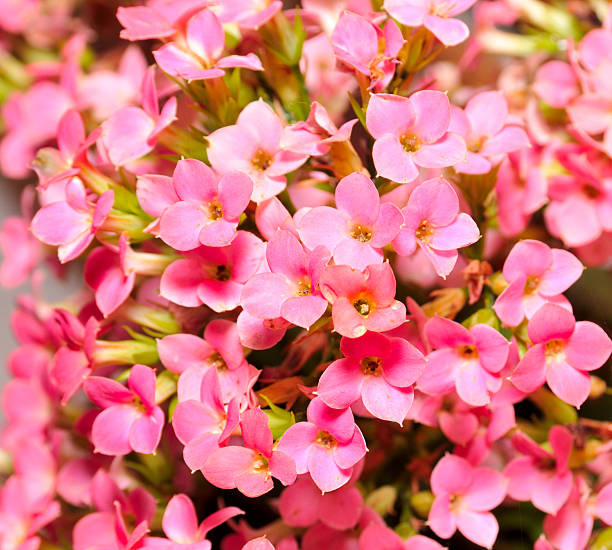 Kalanchoe flowers close up background stock photo
