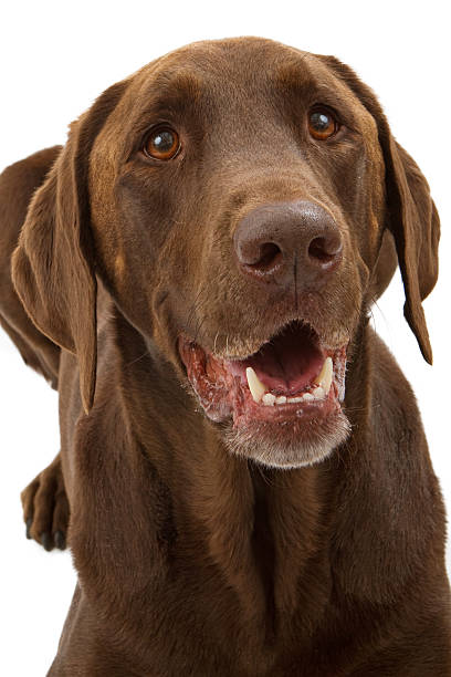 istock Chocolate Labrador Retriever Dog Closeup 153760595