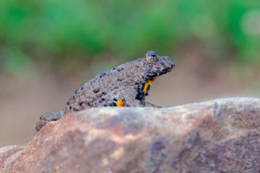 yellow-bellied toad is sitting on a stone