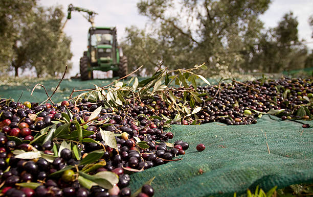 Olives harvesting in Italy. Different kind of olive fruit.