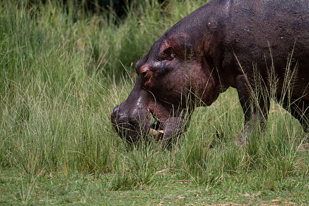 Nilpferd grasen in Uganda – Foto
