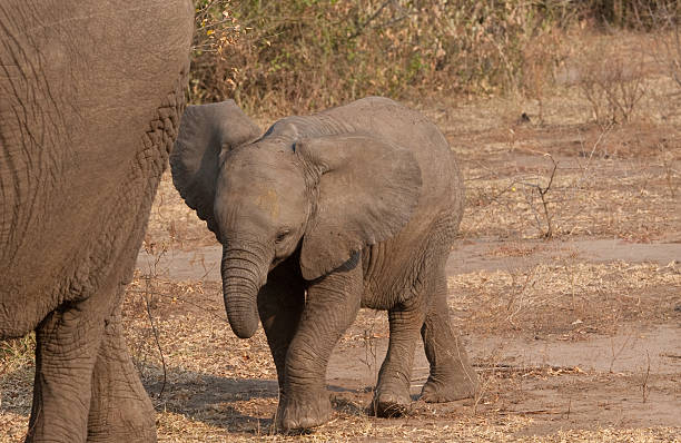 elephant in 우간다에 아기 스톡 사진