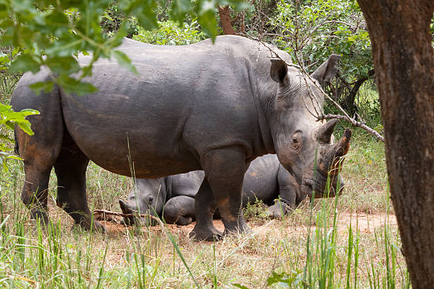 Rhinocerous 및 아기 in 우간다에 스톡 사진