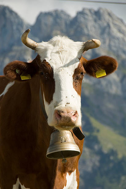 istock Swiss Cow and Alps 153760935