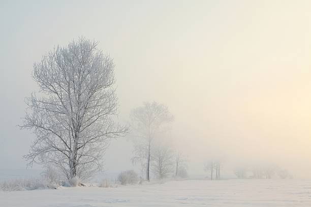 istock Misty winter landscape at dawn 153761176