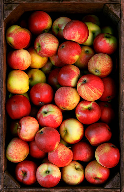 Apples stock photo