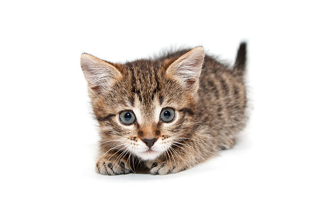 Small Kitten on a white background stock photo