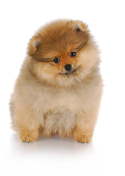 istock pomeranian puppy 153762246