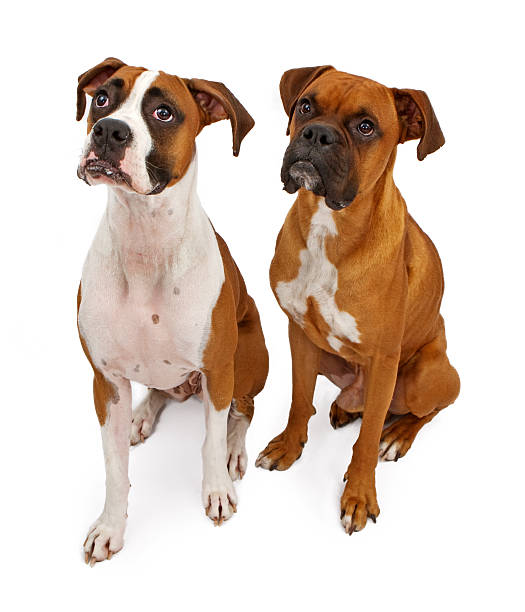 istock Two Boxer Dogs Isolated on White 153762552