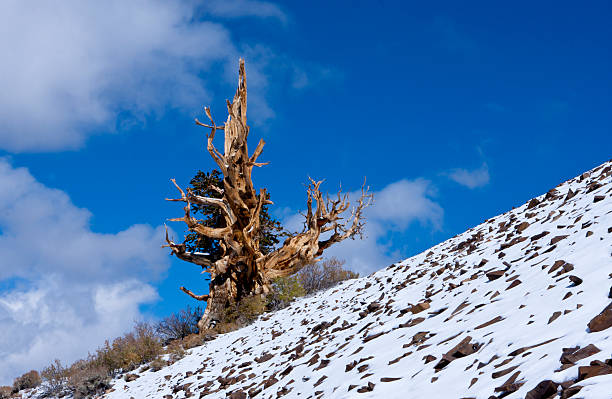 lone pinho bristlecone antigos - nevada pine tree bristlecone pine snow - fotografias e filmes do acervo