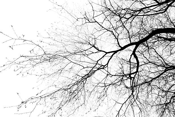 istock Black and white picture of tree branches in autumn 153762791