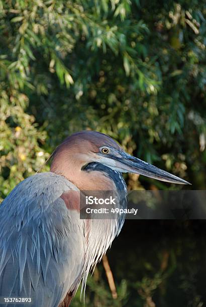 Foto de Caça Ardea Goliath e mais fotos de stock de Animais caçando - Animais caçando, Animal selvagem, Ardea Goliath