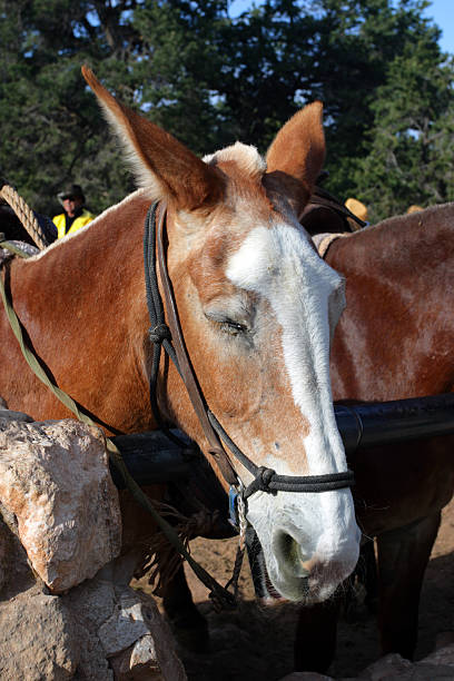 mule dans le parc national du grand canyon - mule grand canyon canyon riding photos et images de collection