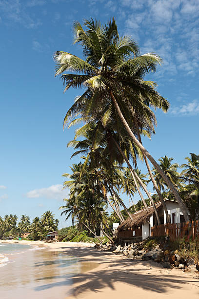 istock Idyllic beach with palms. Sri Lanka 153762930