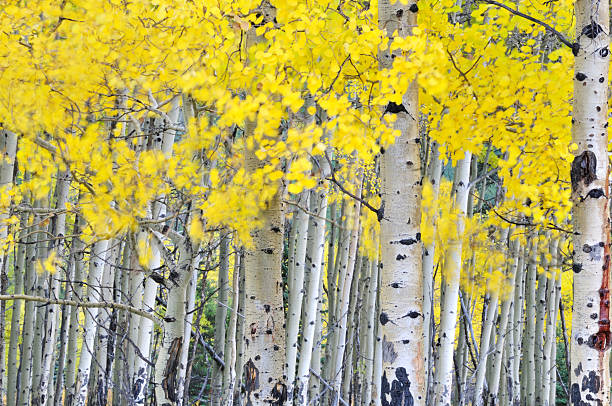 istock Autumn aspen grove in the wind 153763021