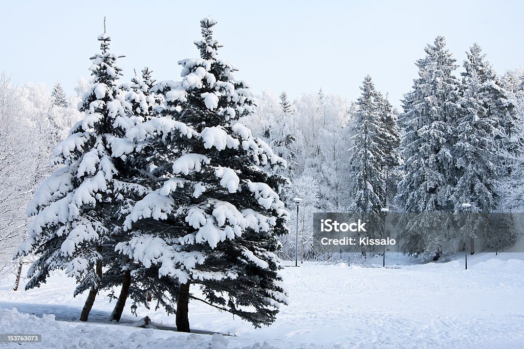 Белоснежного spruces в зимний пейзаж - Стоковые фото Без людей роялти-фри