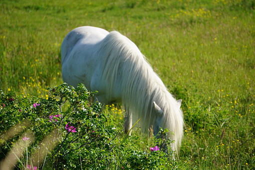 A white horse is grazing in a meadow. A white horse grazes grass. A white horse in the tall grass. A horse in Denmark grazes in a meadow in the summer.