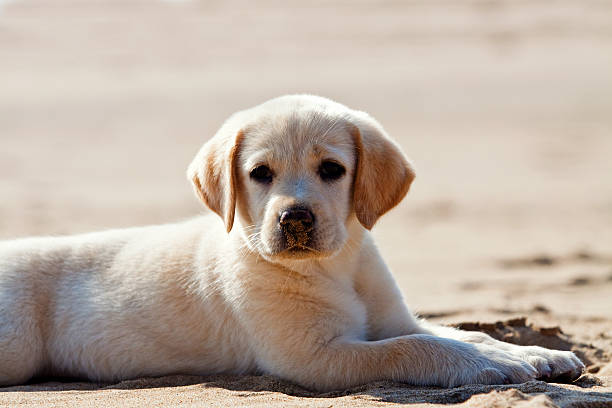 istock Labrador Retriever Puppy 153763797