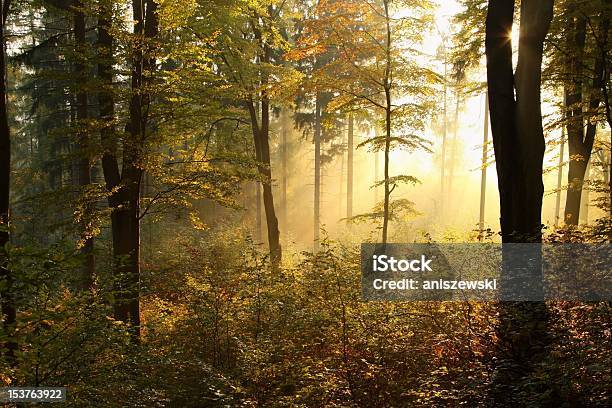 夜明けの美しい秋の森 - おとぎ話のストックフォトや画像を多数ご用意 - おとぎ話, かすみ, まぶしい