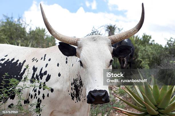Photo libre de droit de Vache Nguni banque d'images et plus d'images libres de droit de Vache nguni - Vache nguni, Afrique, Aloès