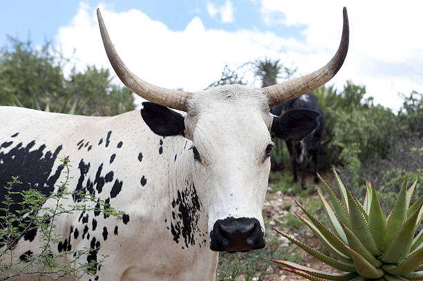Nguni cow stock photo