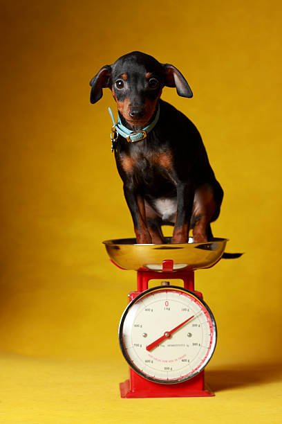 Dog On Weighing Scale Royalty-Free Images, Stock Photos & Pictures