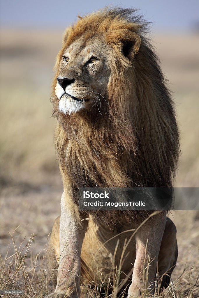 Majestuoso león macho con golden melena, Serengeti, Tanzania - Foto de stock de Aire libre libre de derechos