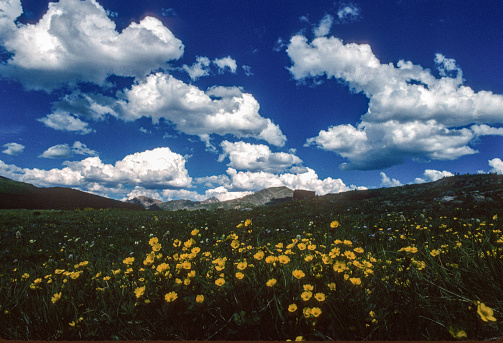 Independence Pass - Wildflowers Overlook - 2004. Scanned from Kodachrome 64 slide.