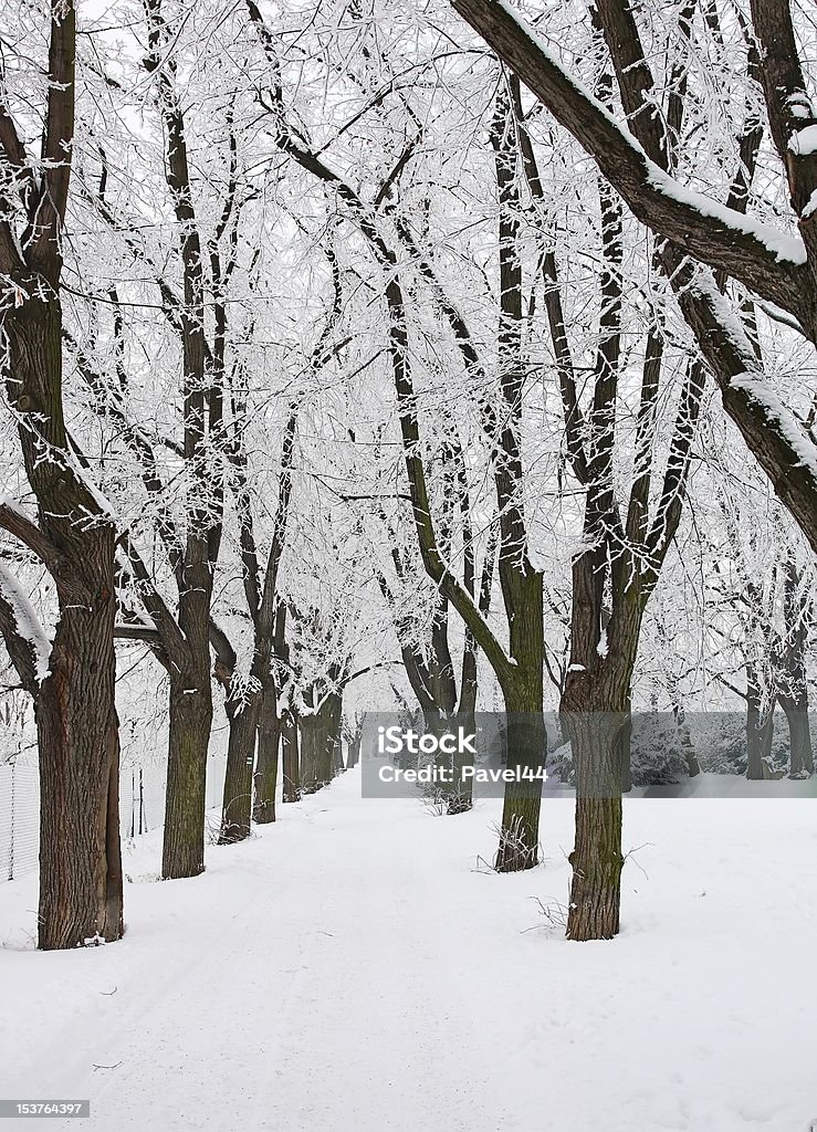 No parque de manhã de inverno com nevoeiroweather forecast - Royalty-free Ao Ar Livre Foto de stock