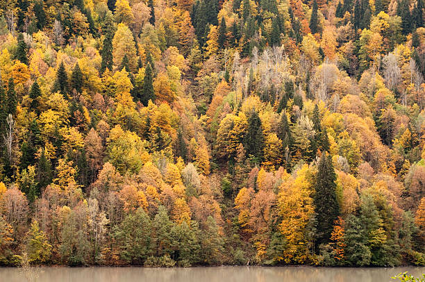 istock Autumn forest at mountain lake 153764596