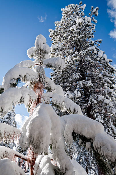 Trees Blanketed with Snow stock photo