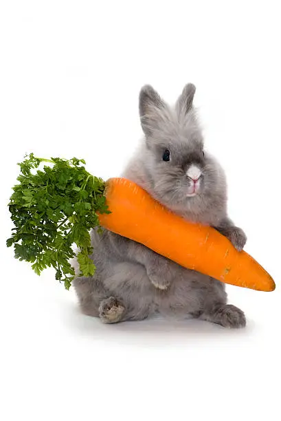 Photo of Bunny with a huge carrot