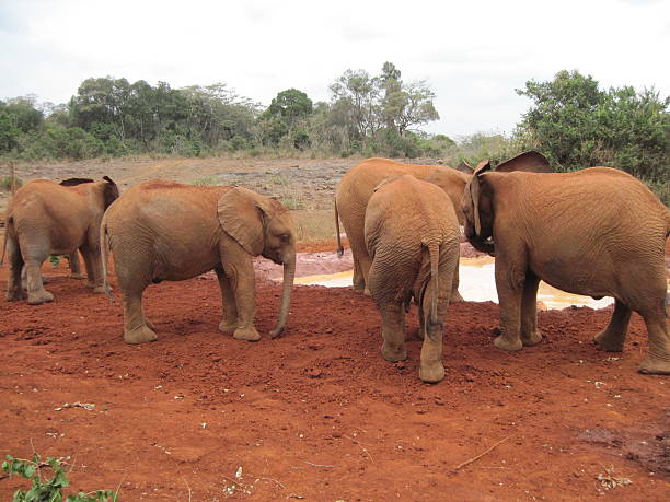 elephants stock photo