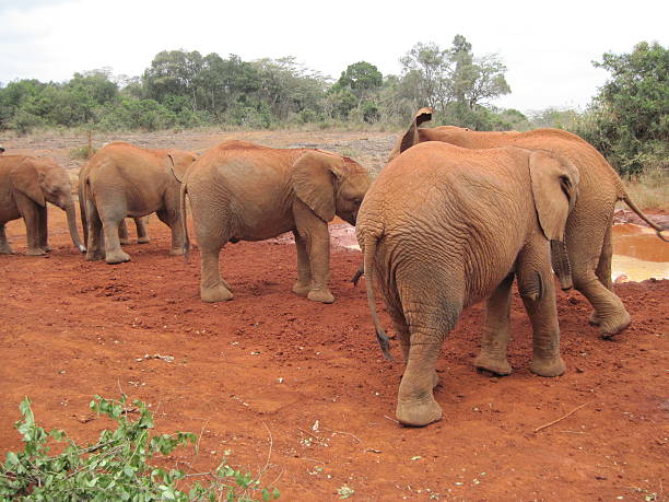 elephants stock photo