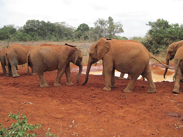 elephants stock photo