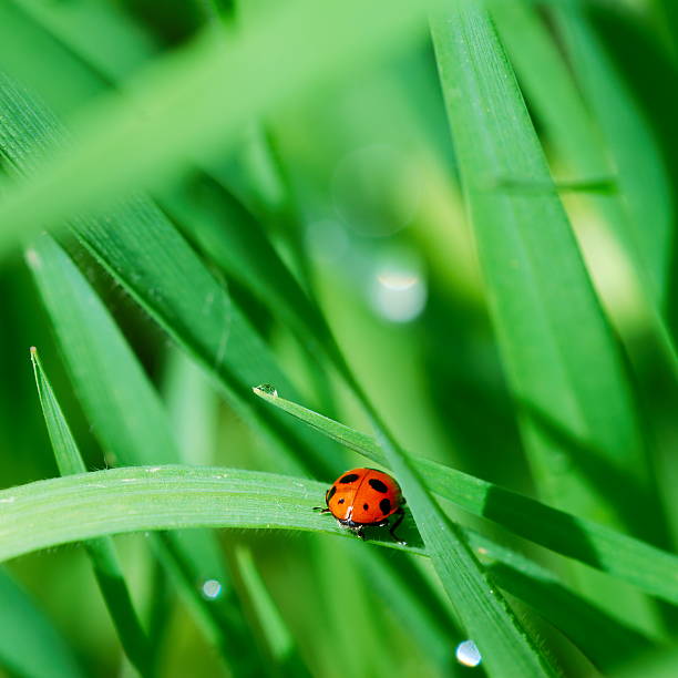 Ladybird among grass stock photo