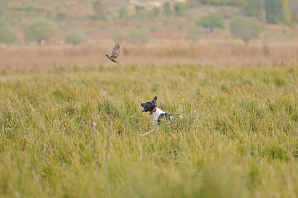 istock The hound is running towards its prey. 1537652440