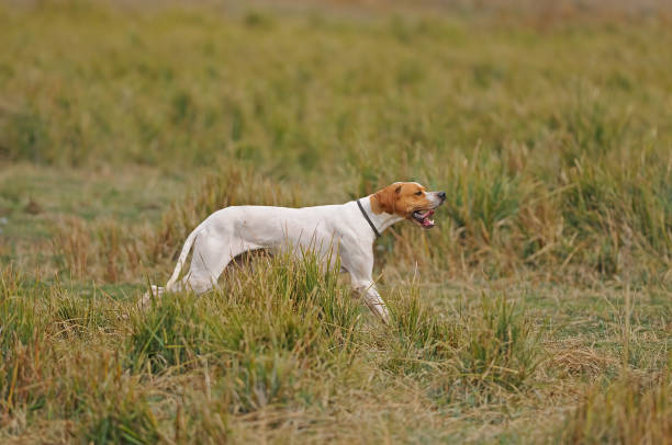 istock The hound is looking for its prey. 1537652453