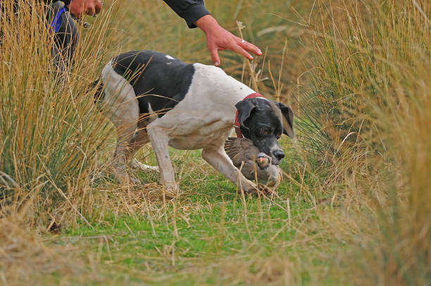 The hound dog got the bird.
