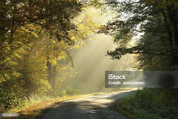 Wunderschöne Herbstliche Wald Im Morgengrauen Stockfoto und mehr Bilder von Licht - Licht, Naturwald, Straßenverkehr
