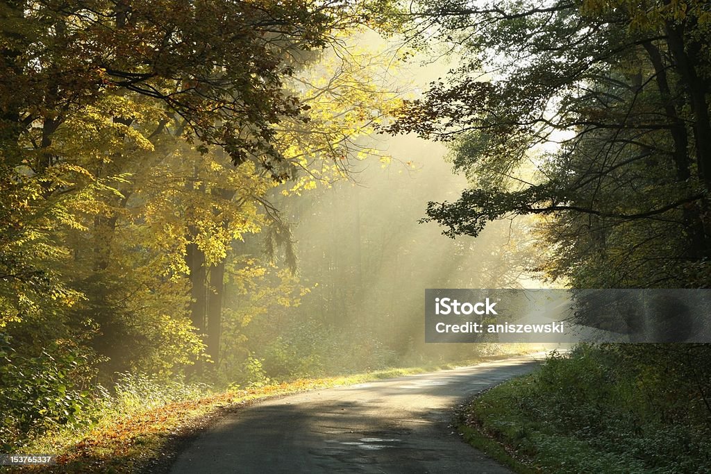 Incantevole foresta d'autunno all'alba - Foto stock royalty-free di Bosco